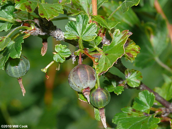 Appalachian Gooseberry (Ribes rotundifolium)