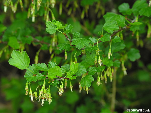 Appalachian Gooseberry (Ribes rotundifolium)