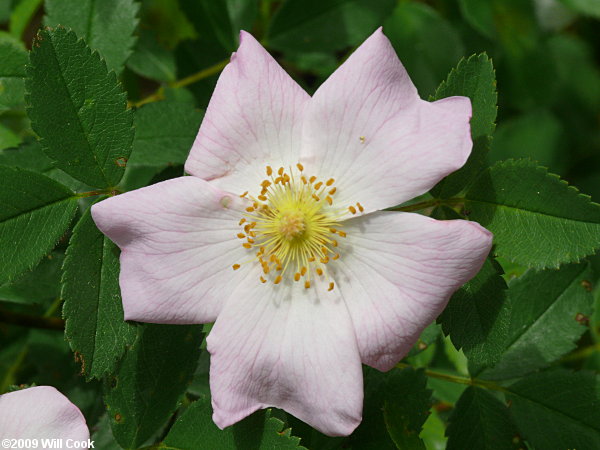 Carolina Rose (Rosa carolina) flower