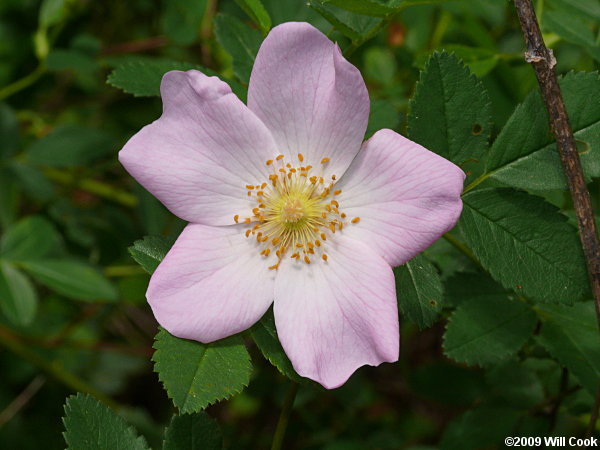 Carolina Rose (Rosa carolina) flower