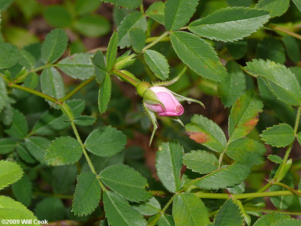 Carolina Rose (Rosa carolina) flower