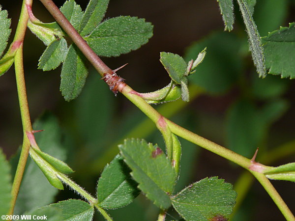 Carolina Rose (Rosa carolina) leaves