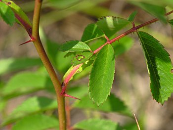 Carolina Rose (Rosa carolina) thorns