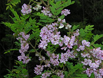 Bristly Locust (Robinia hispida var. hispida) flowers