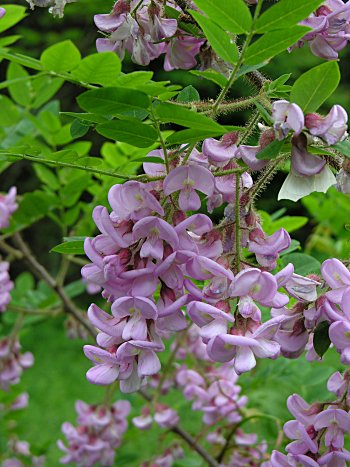 Bristly Locust (Robinia hispida var. hispida) flowers