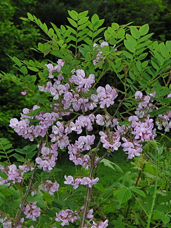 Bristly Locust (Robinia hispida var. hispida) shrub