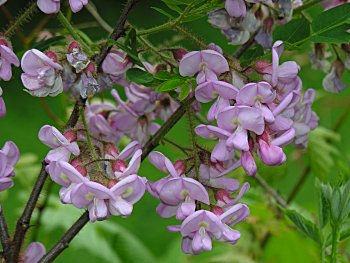 Bristly Locust (Robinia hispida var. hispida) flowers