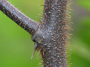Bristly Locust (Robinia hispida var. hispida) bark