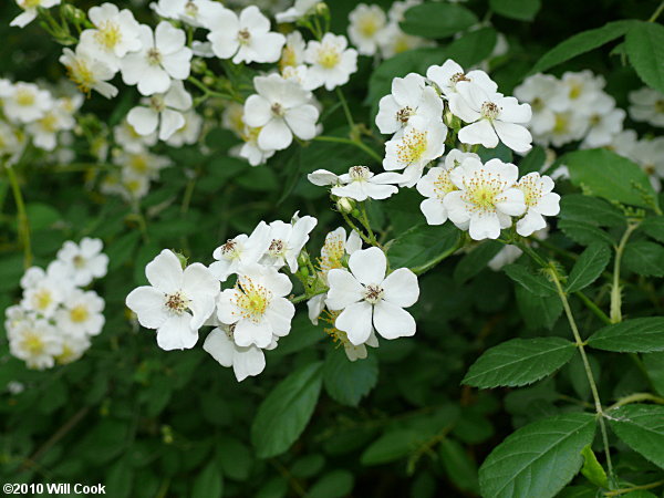 Multiflora Rose (Rosa multiflora)