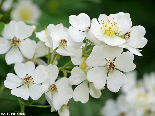 Multiflora Rose (Rosa multiflora)