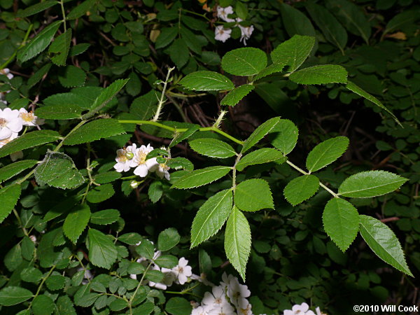 Multiflora Rose (Rosa multiflora)