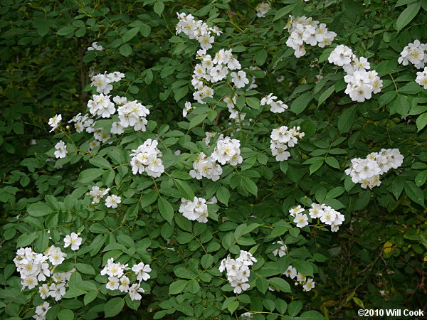 Multiflora Rose (Rosa multiflora)