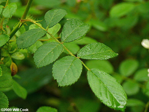 Multiflora Rose (Rosa multiflora)