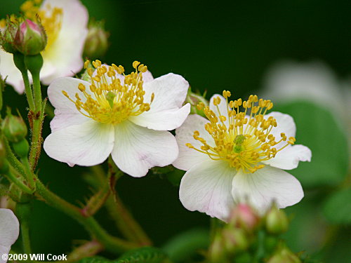 Multiflora Rose (Rosa multiflora)