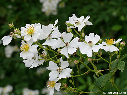 Multiflora Rose (Rosa multiflora)