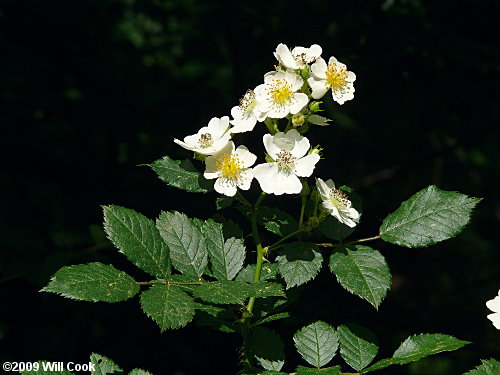 Multiflora Rose (Rosa multiflora)