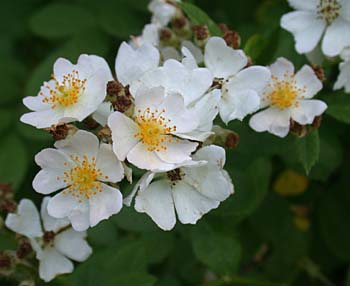 Multiflora Rose (Rosa multiflora)