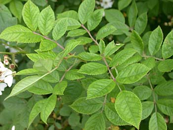 Multiflora Rose (Rosa multiflora)