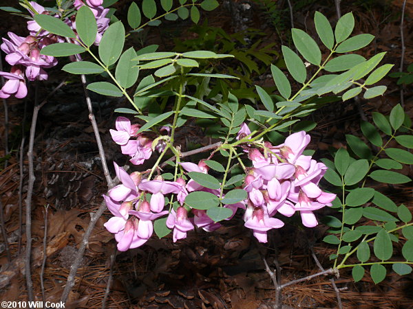 Dwarf Bristly Locust (Robinia nana)