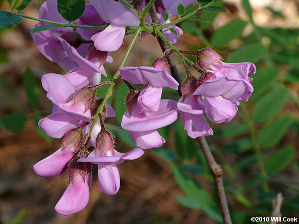 Dwarf Bristly Locust (Robinia nana)