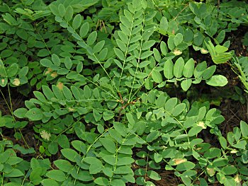 Dwarf Bristly Locust (Robinia nana)