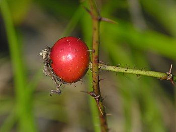 Swamp Rose (Rosa palustris) fruit