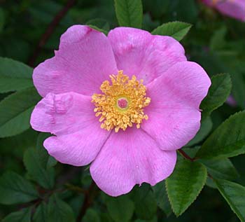 Swamp Rose (Rosa palustris) flower