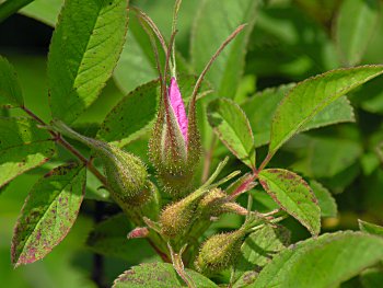 Swamp Rose (Rosa palustris) flower bud