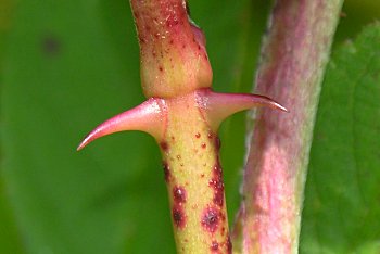 Swamp Rose (Rosa palustris) thorns