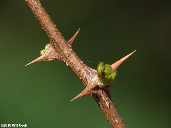 Black Locust (Robinia pseudoacacia) spines