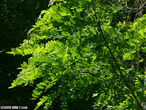 Black Locust (Robinia pseudoacacia) leaves