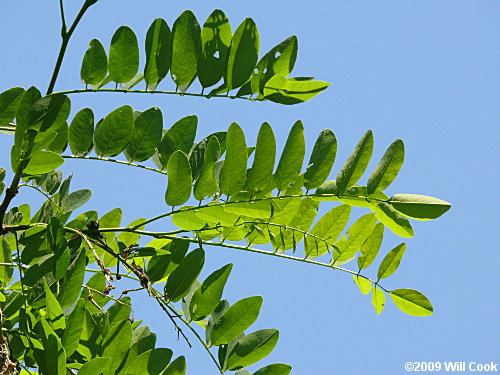 Black Locust (Robinia pseudoacacia) leaves