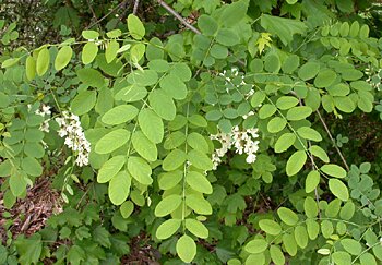 Black Locust (Robinia pseudoacacia) leaves