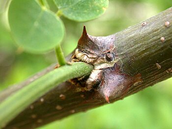 Black Locust (Robinia pseudoacacia) spines