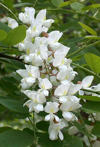 Black Locust (Robinia pseudoacacia) flowers