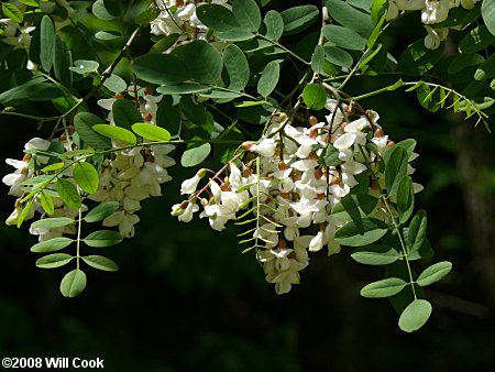 Black Locust (Robinia pseudoacacia) flowers