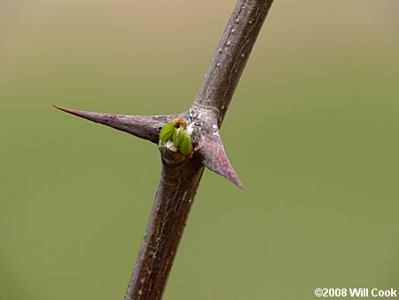 Black Locust (Robinia pseudoacacia) spines