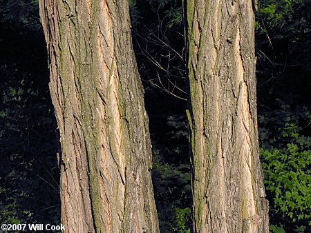 Black Locust (Robinia pseudoacacia) bark