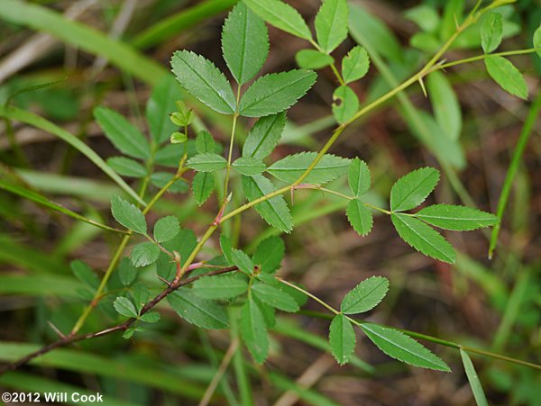 Carolina Rose (Rosa carolina) leaves