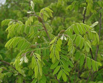 Clammy Locust (Robinia viscosa)