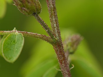 Clammy Locust (Robinia viscosa)