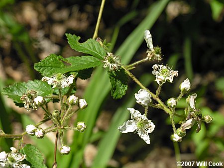 Allegheny Blackberry (Rubus allegheniensis) flowers