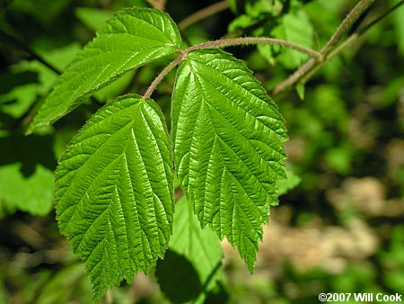 Allegheny Blackberry (Rubus allegheniensis) leaf