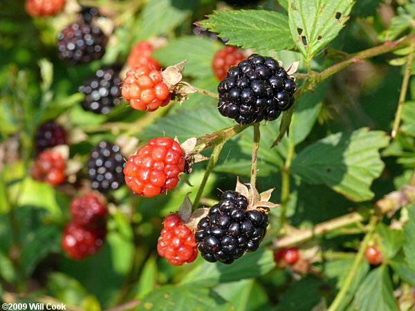 Sawtooth Blackberry (Rubus argutus)