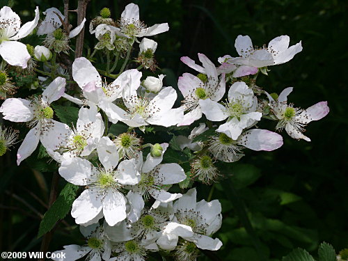 Sawtooth Blackberry (Rubus argutus)