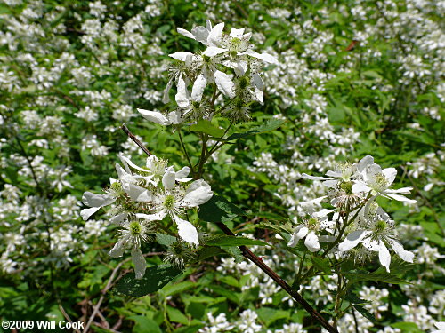 Sawtooth Blackberry (Rubus argutus)