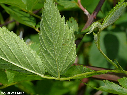 Sawtooth Blackberry (Rubus argutus)