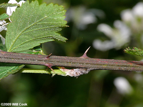 Sawtooth Blackberry (Rubus argutus)