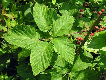 Sawtooth Blackberry (Rubus argutus)