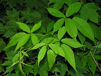 Smooth Blackberry (Rubus canadensis)